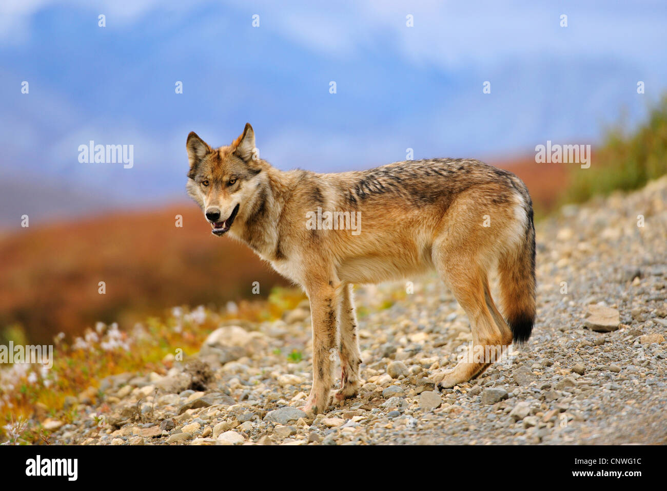 Valle di Mackenzie Wolf, Rocky Mountain Wolf, Alaskan Tundra Wolf o legname canadese Lupo (Canis lupus occidentalis), in piedi, STATI UNITI D'AMERICA, Alaska Denali Nationalpark Foto Stock
