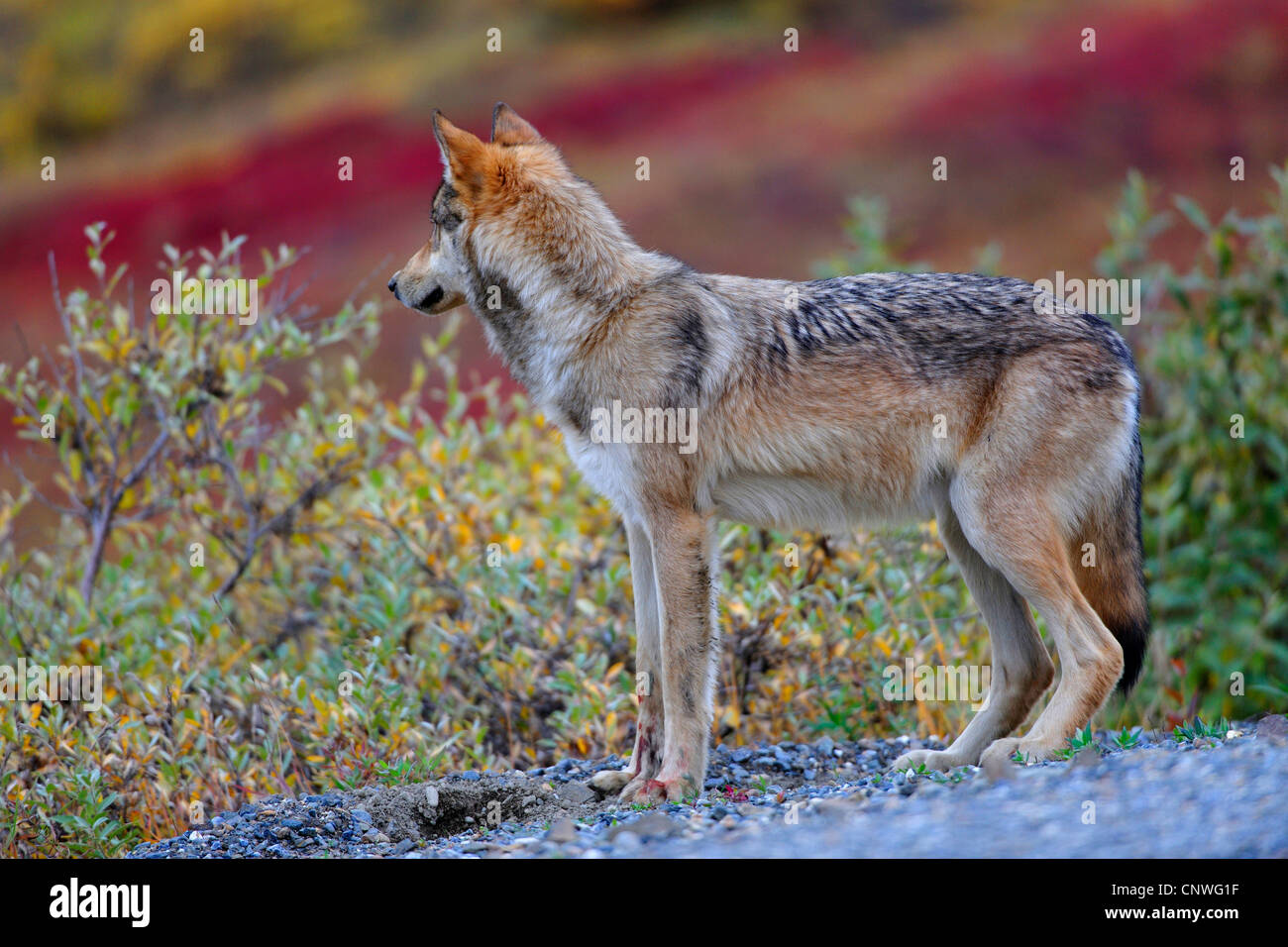 Valle di Mackenzie Wolf, Rocky Mountain Wolf, Alaskan Tundra Wolf o legname canadese Lupo (Canis lupus occidentalis), sull'alimentazione in corrispondenza di una strada, STATI UNITI D'AMERICA, Alaska Denali Nationalpark Foto Stock
