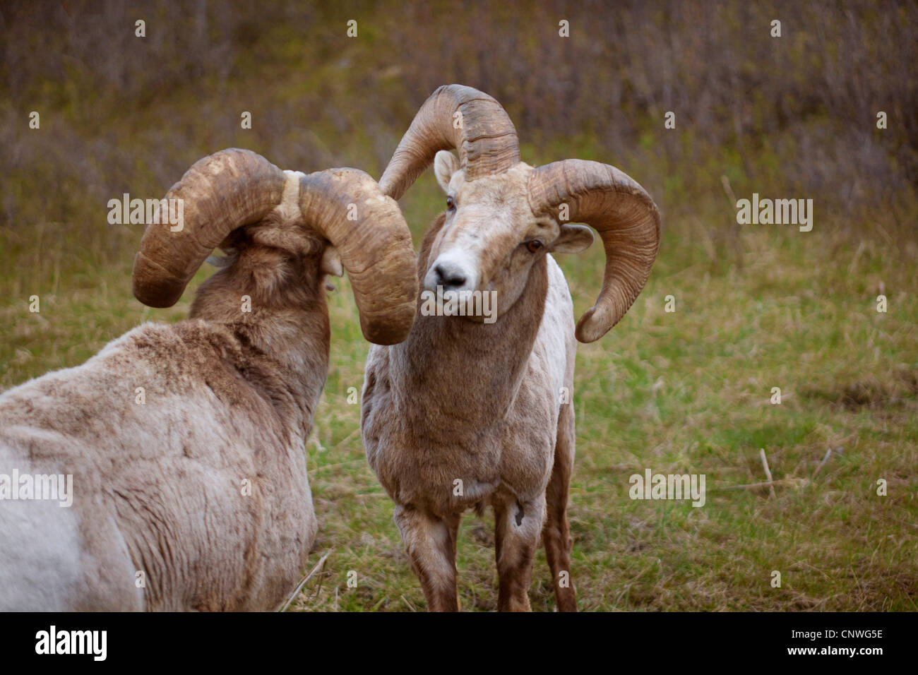 Bighorn, American bighorn, le pecore di montagna (Ovis canadensis), due montoni sniffing a ciascun altro, Canada, Alberta, Parco Nazionale dei laghi di Waterton Foto Stock