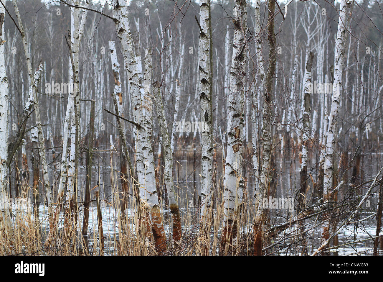 Europeo di latifoglie betulle bianche (Betula pubescens) in piedi in una bassa moor. Illmersdorf da Drebkau, Brandeburgo, Germania. Foto Stock