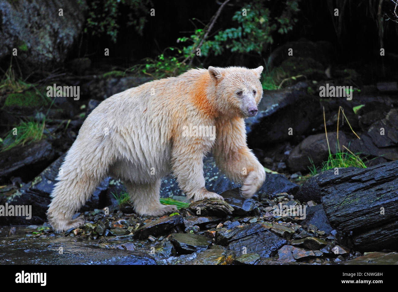 Spirito di orso, Kermode bear (Ursus americanus kermodei), la cattura di pesci in un fiume, Canada Columbia Britannica Foto Stock