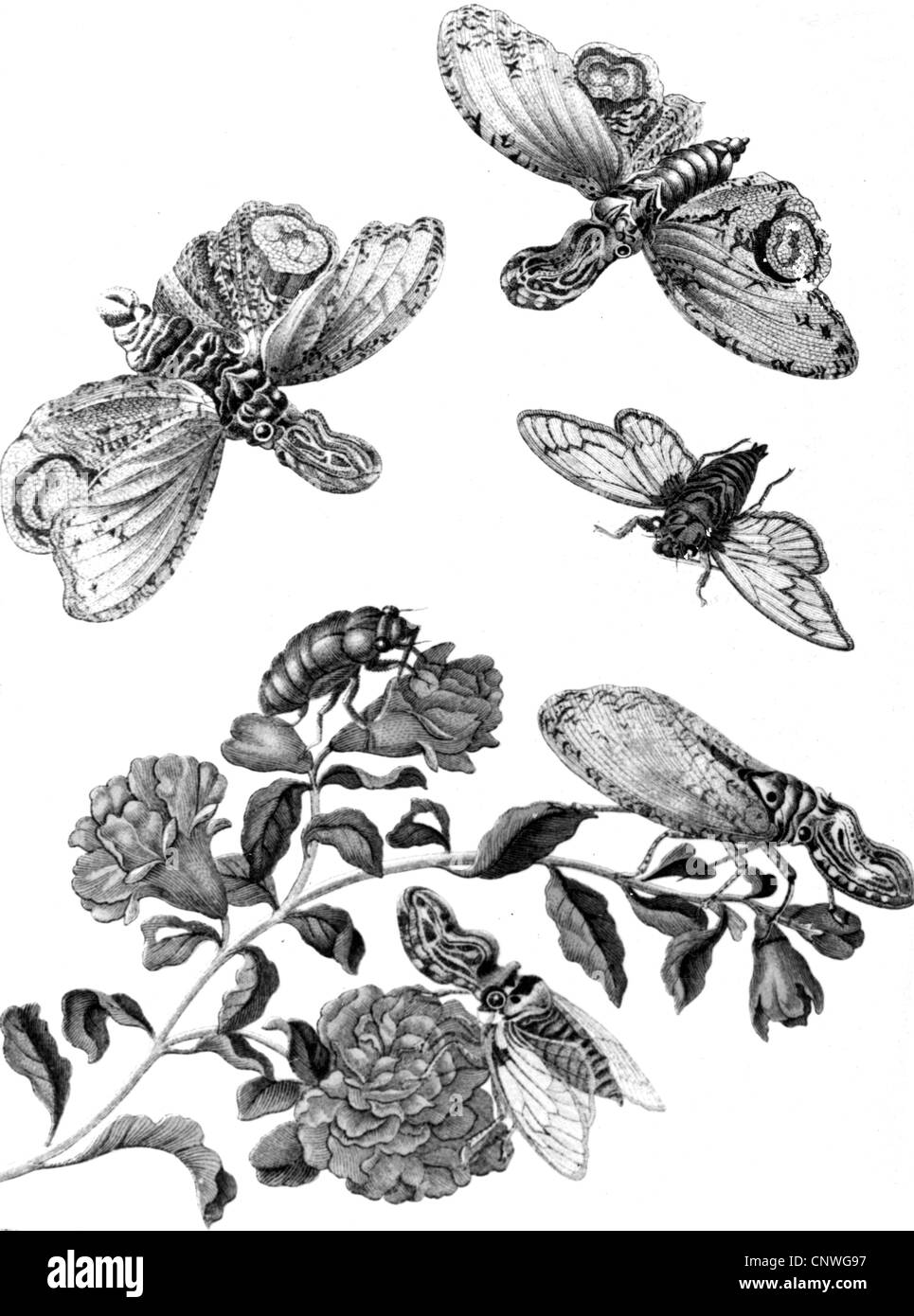 Merian Maria Sybilla 1647 1717 Artista Tedesco Pittore Disegnatore Grafico Oevre Granato Apple Blossom Con Insetti Incisione Su Rame Circa 1700 Artista Del Diritto D Autore Non Deve Essere Cancellata Foto Stock Alamy