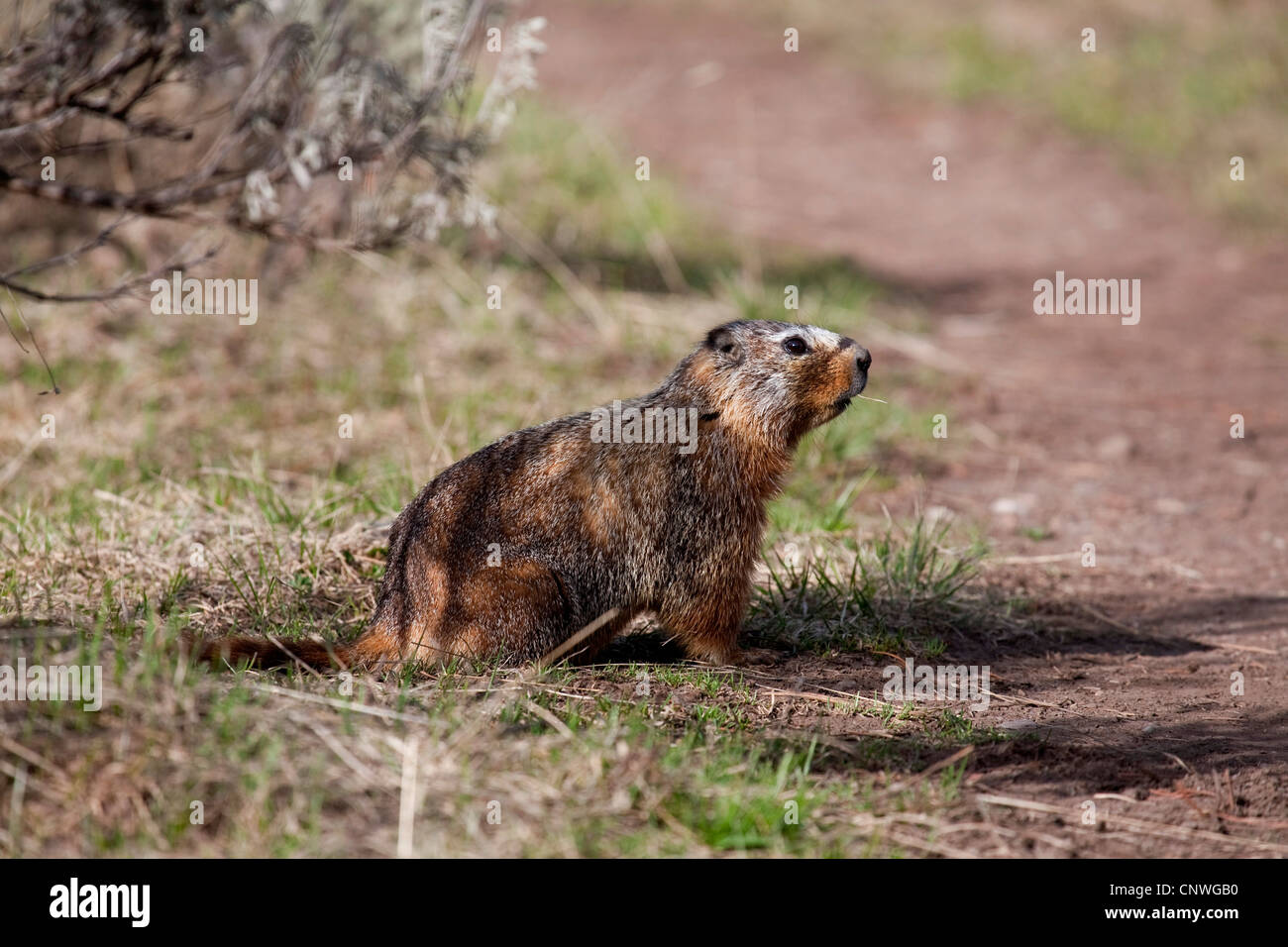 Marmotta (Marmota spec.), seduta waysides, USA, Wyoming, il Parco Nazionale di Yellowstone, Sheepeater Cliff Foto Stock