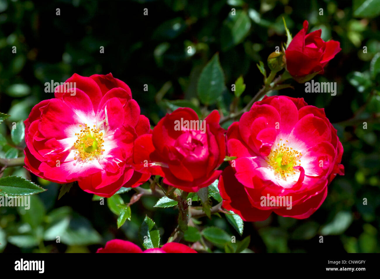 Rose ornamentali (Rosa 'Little Buckaroo', Rosa poco Buckaroo), cultivar poco Buckaroo Foto Stock