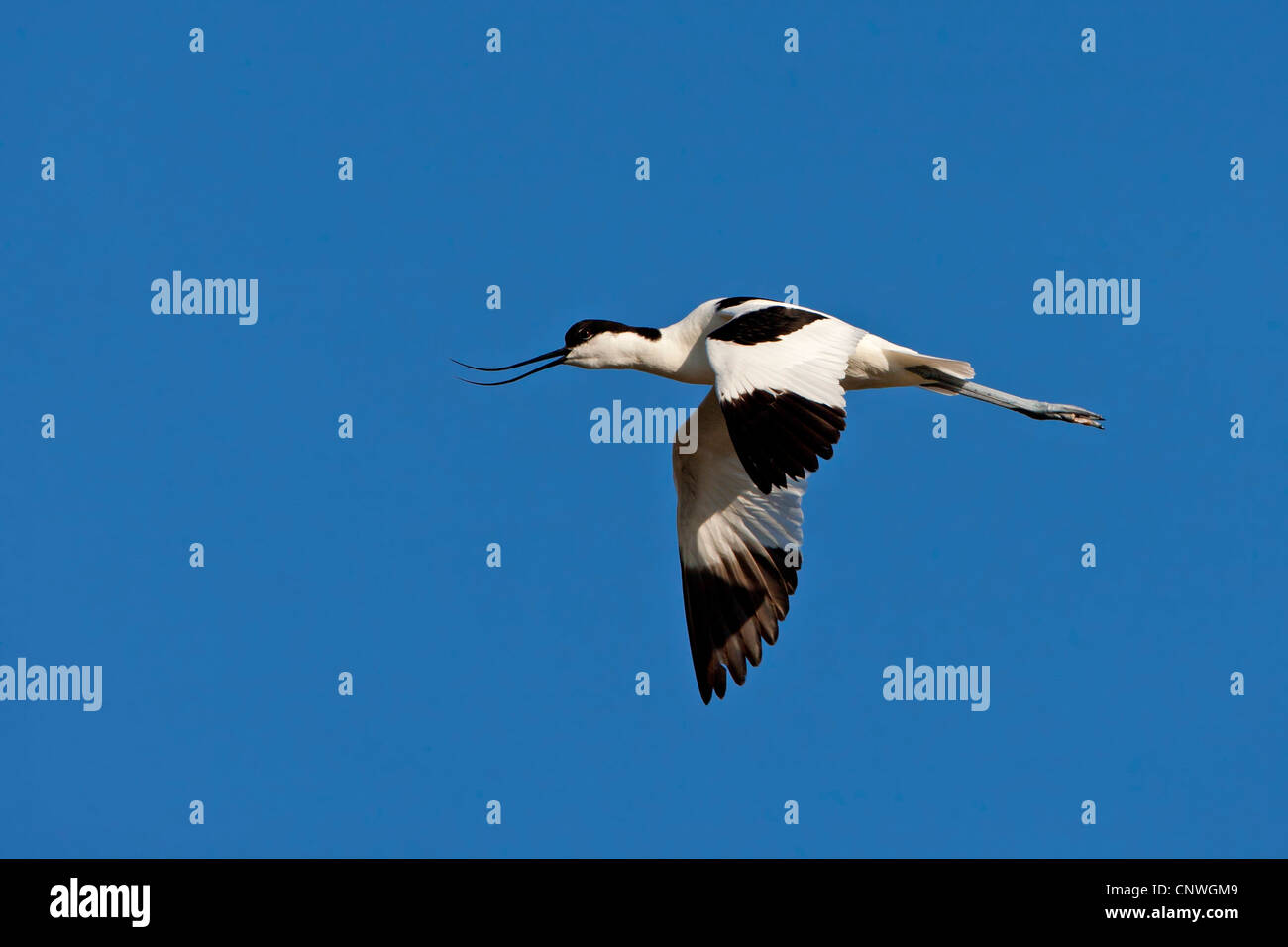 Pied avocet (Recurvirostra avosetta), volare, Spagna, Balearen, Maiorca Foto Stock