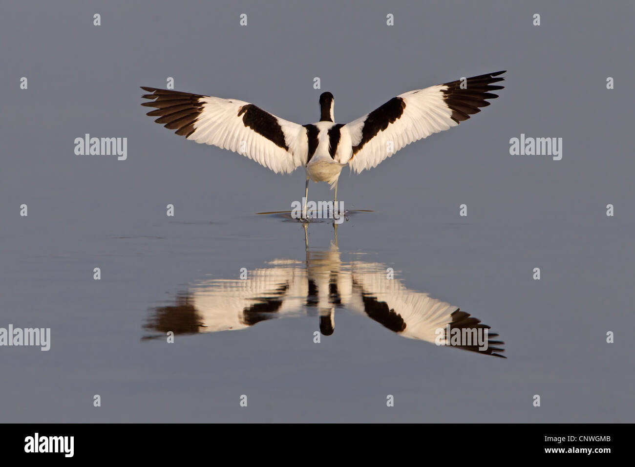 Pied avocet (Recurvirostra avosetta), in piedi in acqua poco profonda stretching le ali, Spagna, Balearen, Maiorca Foto Stock
