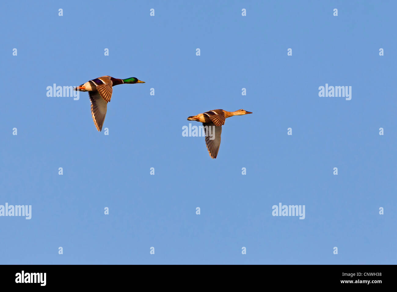 Il germano reale (Anas platyrhynchos), due individui battenti, Spagna, Balearen, Maiorca Foto Stock