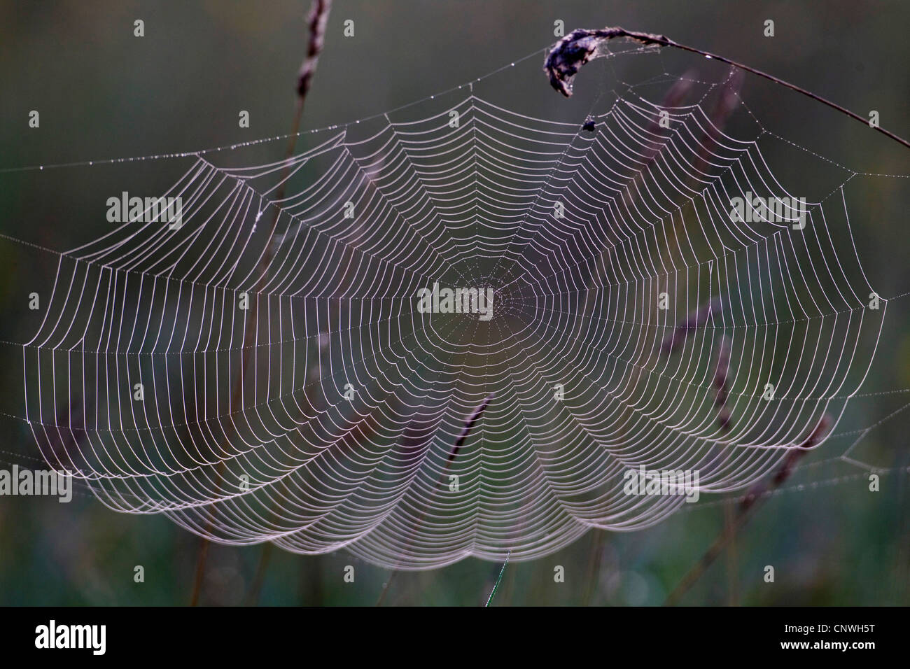 Spider Web in erba, Austria, Burgenland, Neusiedler See Parco Nazionale Foto Stock