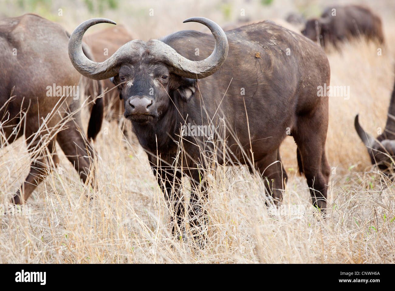 Una mandria di bufali al Kruger National Park, Sud Africa Foto Stock