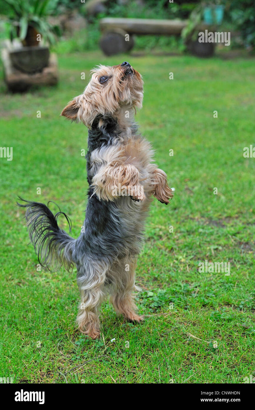 Yorkshire Terrier (Canis lupus f. familiaris), eretta in piedi in un prato Foto Stock