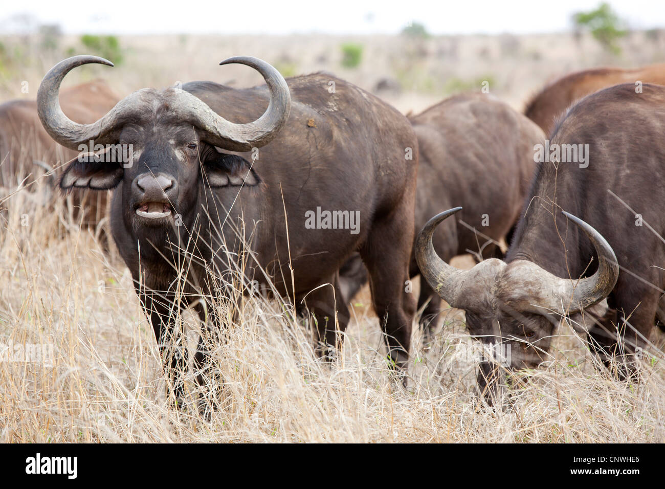 Una mandria di bufali al Kruger National Park, Sud Africa Foto Stock