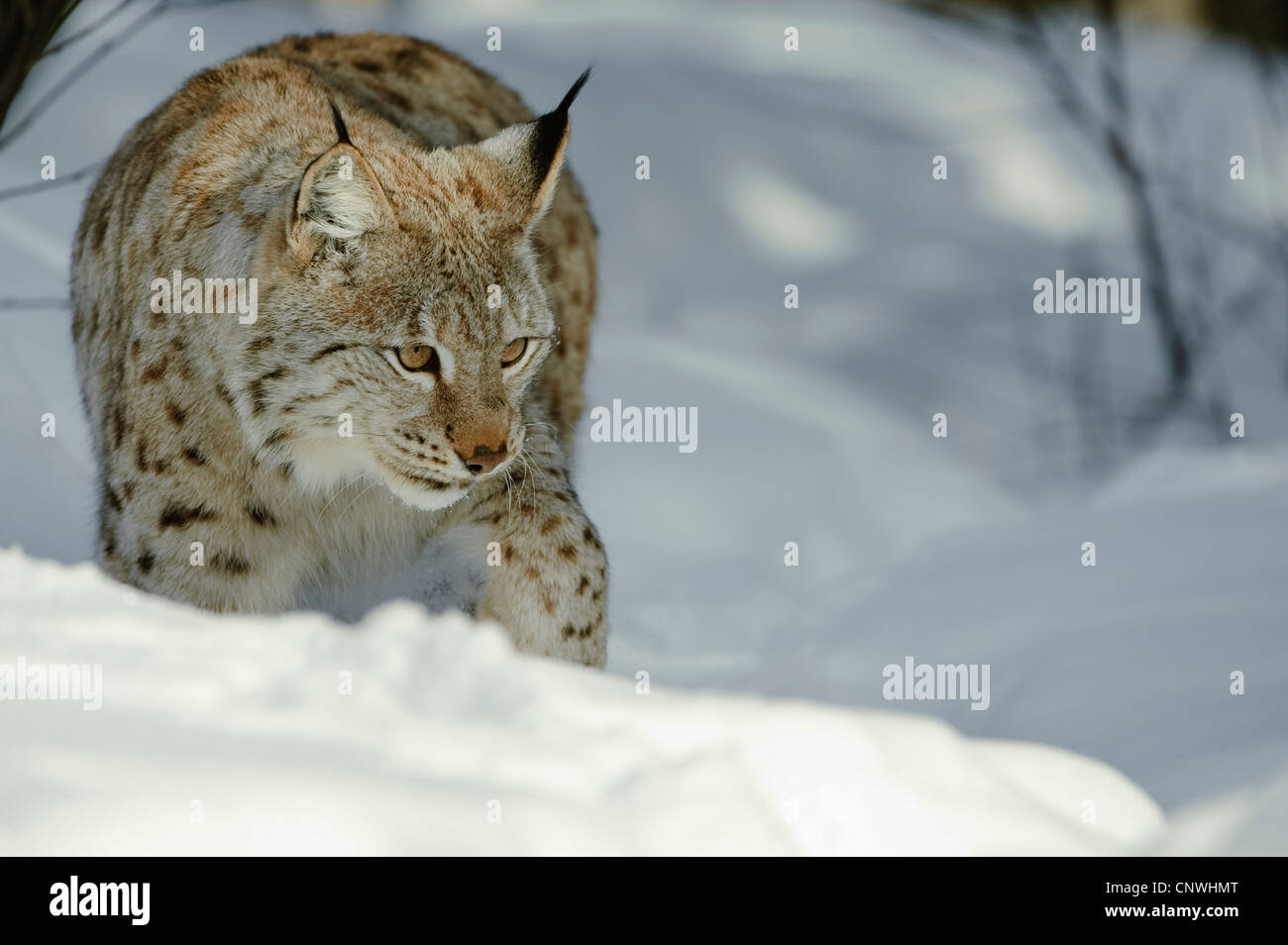 Eurasian (Lynx Lynx lynx), in presenza di neve, Norvegia, Lauvsnes Foto Stock