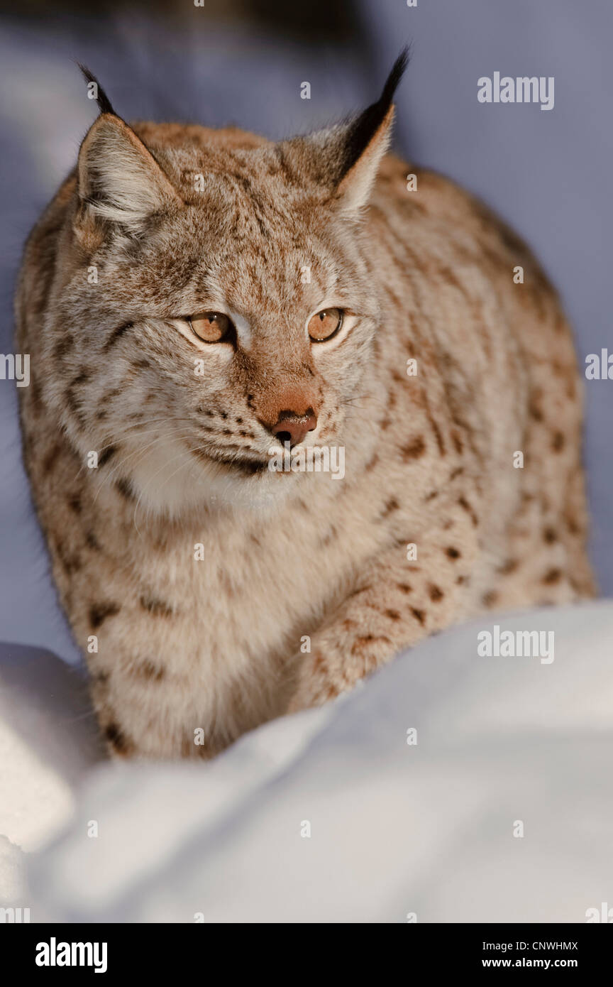 Eurasian (Lynx Lynx lynx), in presenza di neve, Norvegia, Lauvsnes Foto Stock
