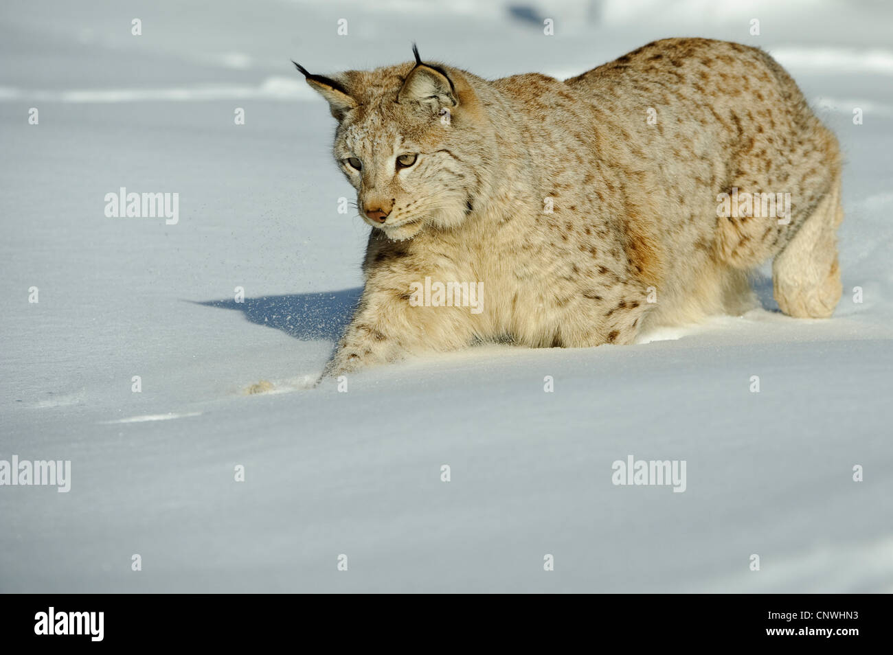 Eurasian (Lynx Lynx lynx), in presenza di neve sui mangimi, Norvegia, Lauvsnes Foto Stock