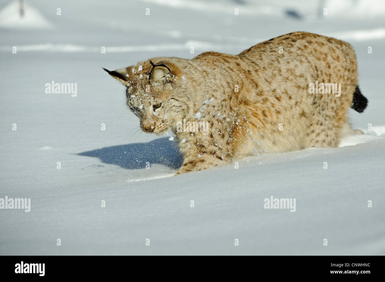 Eurasian (Lynx Lynx lynx), in presenza di neve sui mangimi, Norvegia, Lauvsnes Foto Stock