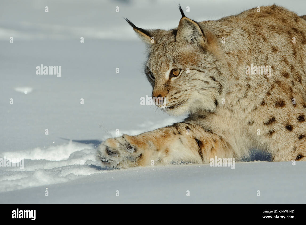 Eurasian (Lynx Lynx lynx), in presenza di neve sui mangimi, Norvegia, Lauvsnes Foto Stock