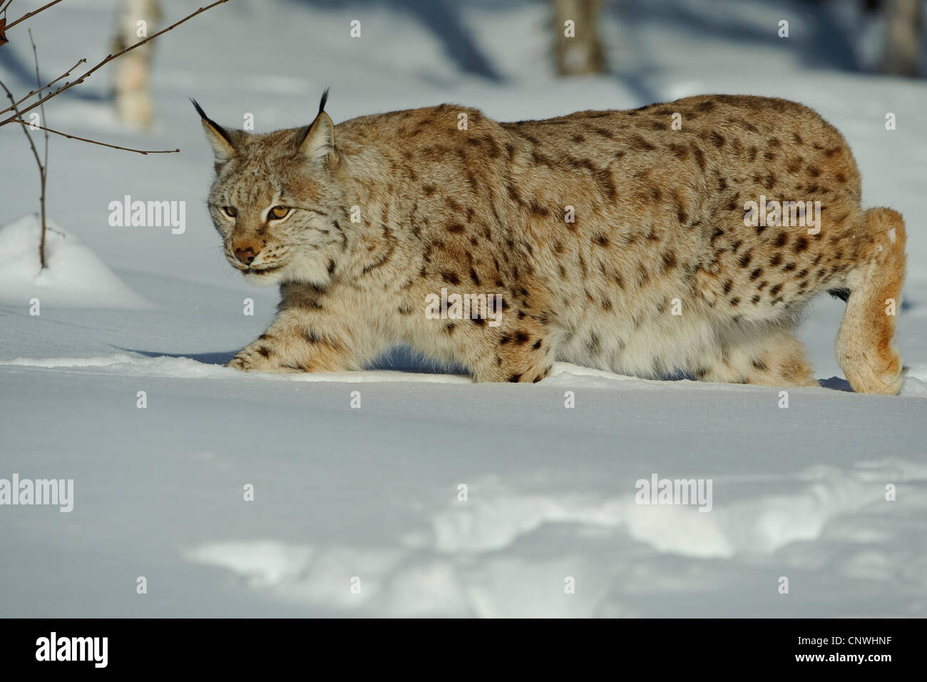 Eurasian (Lynx Lynx lynx), in presenza di neve sui mangimi, Norvegia, Lauvsnes Foto Stock