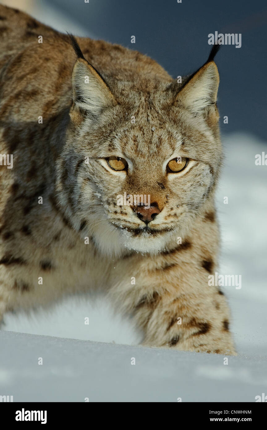 Eurasian (Lynx Lynx lynx), in presenza di neve, Norvegia, Lauvsnes Foto Stock