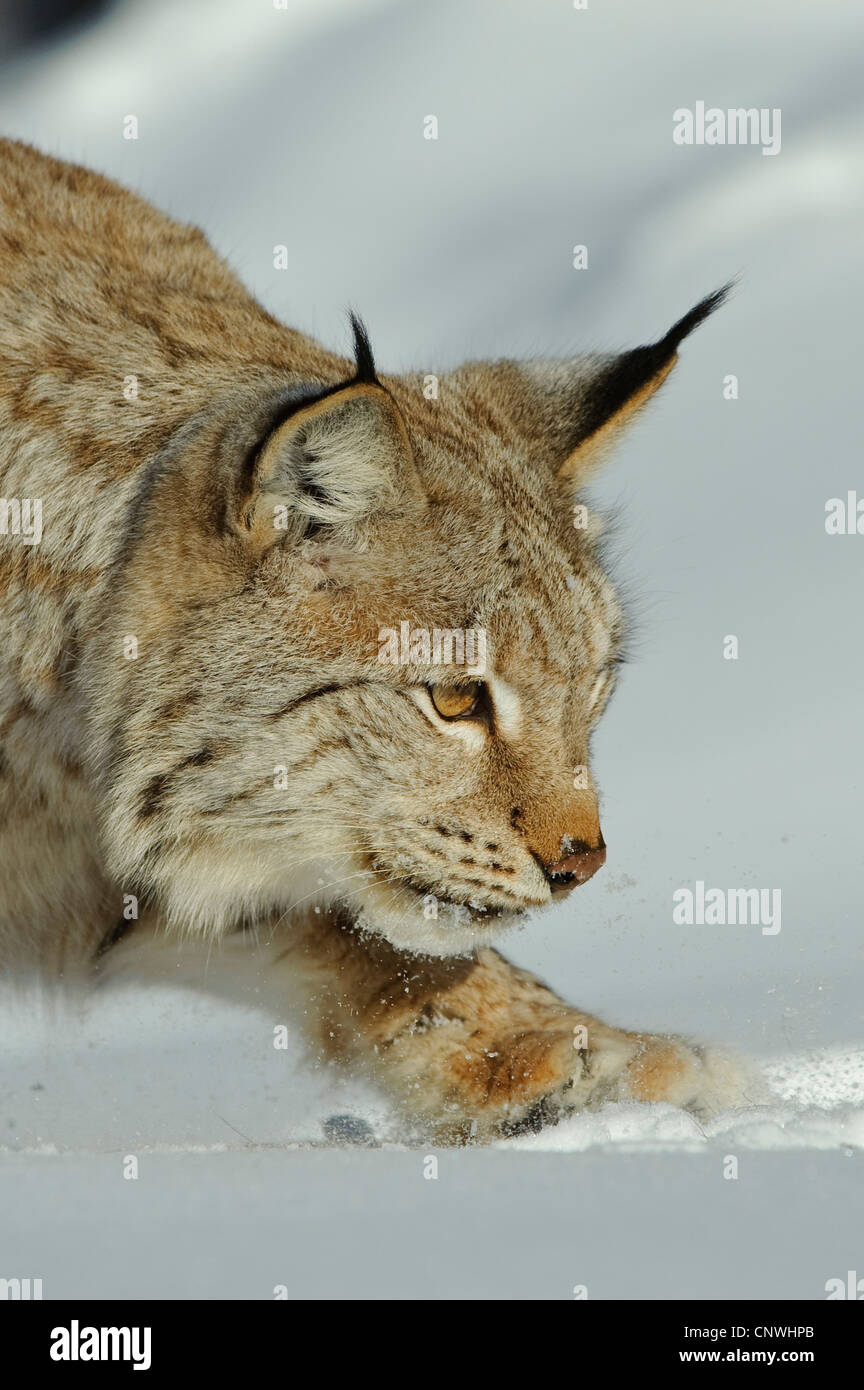 Eurasian (Lynx Lynx lynx), in presenza di neve, Norvegia, Lauvsnes Foto Stock