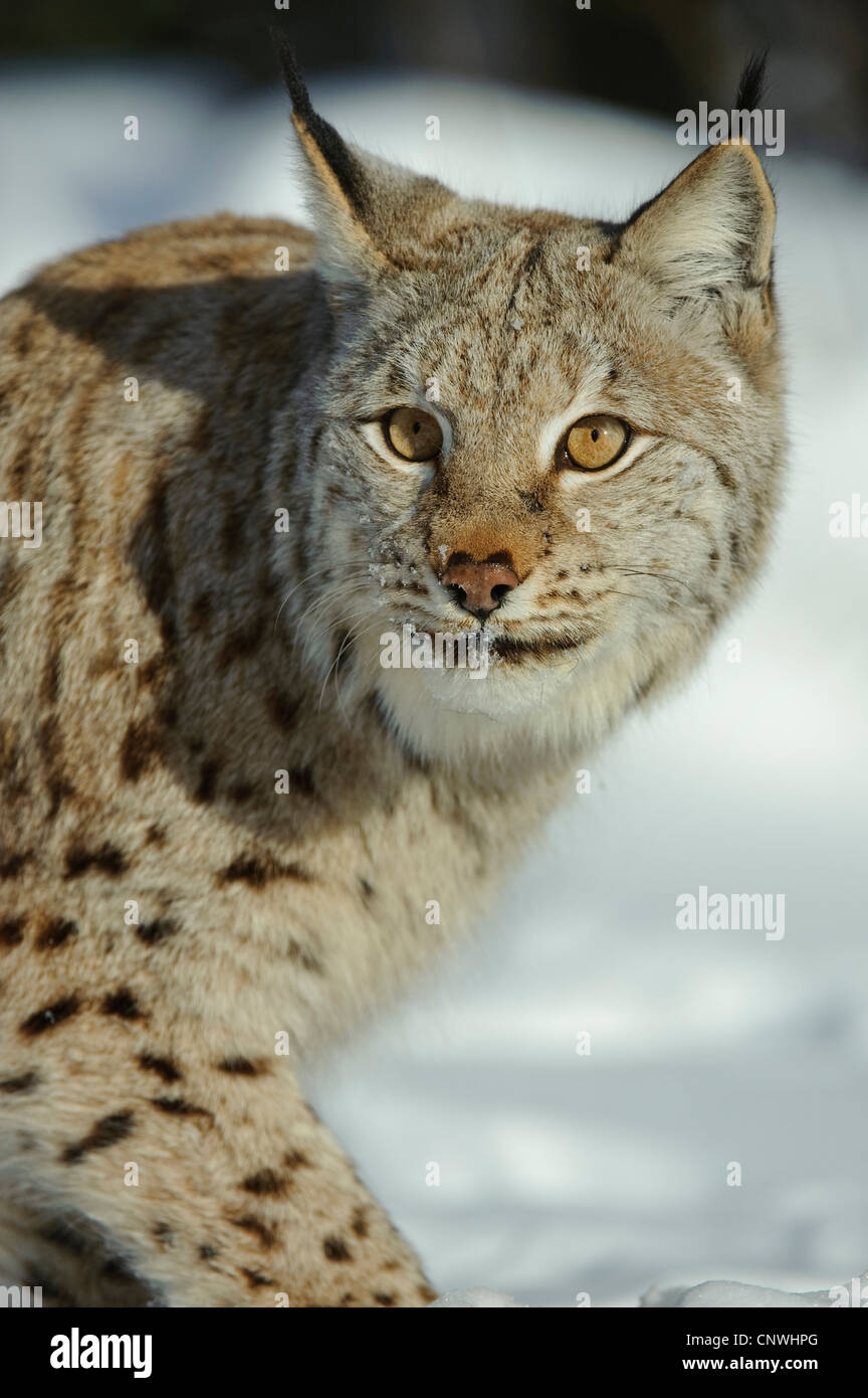 Eurasian (Lynx Lynx lynx), in presenza di neve, Norvegia, Lauvsnes Foto Stock