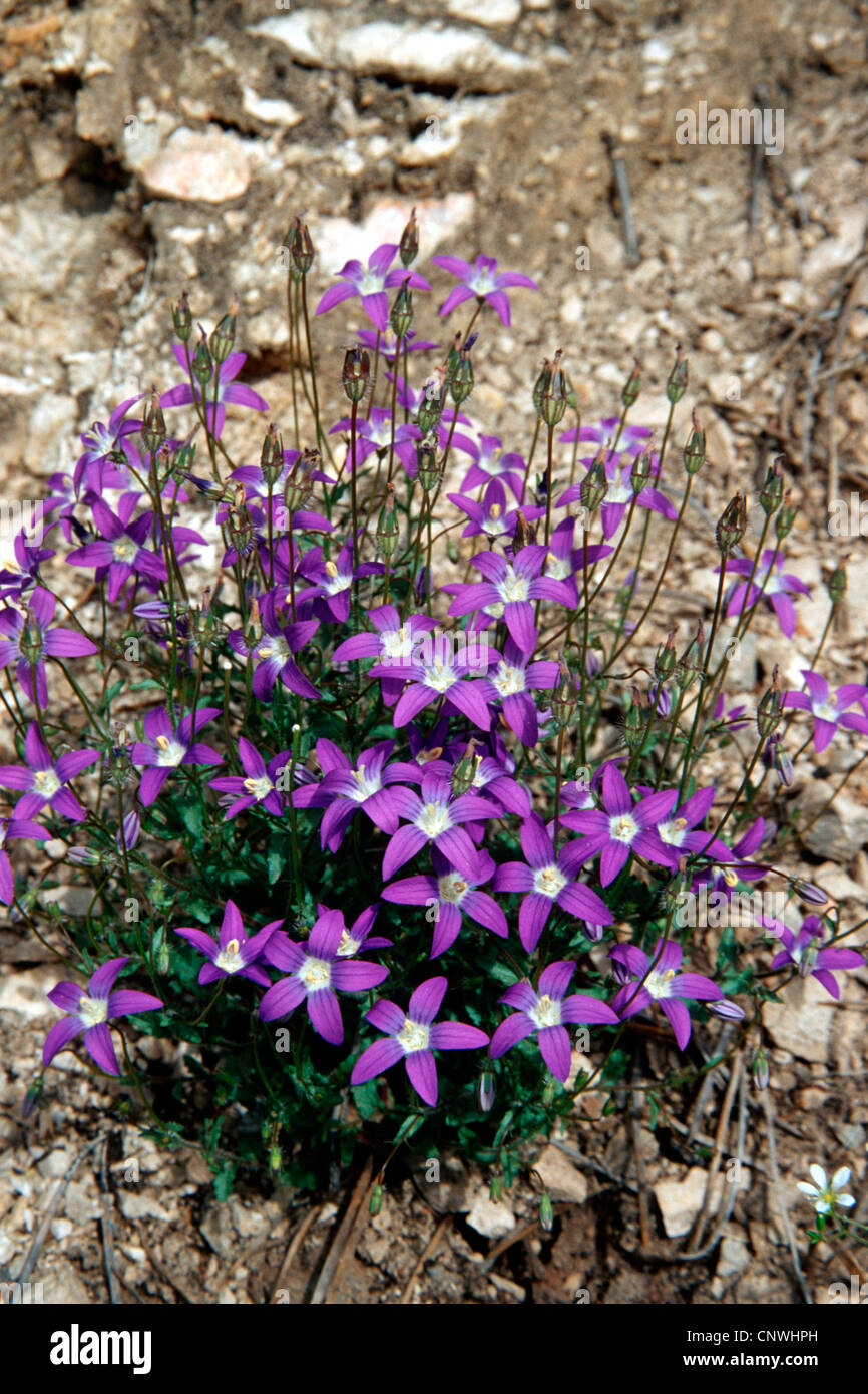 Portugese campanula (Campanula lusitanica), fioritura, Spagna, Andalusia Foto Stock