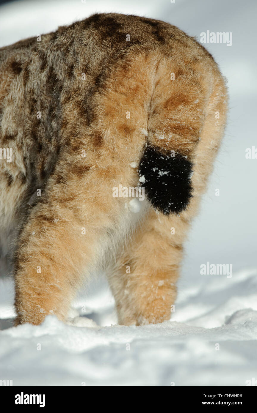 Eurasian (Lynx Lynx lynx), il retro di una lince in inverno, Norvegia, Lauvsnes Foto Stock