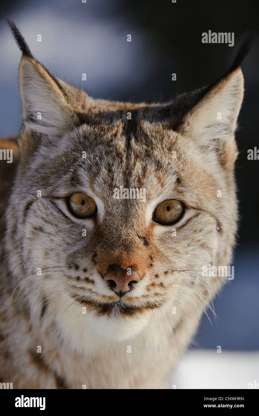 Eurasian (Lynx Lynx lynx), ritratto, Norvegia, Lauvsnes Foto Stock