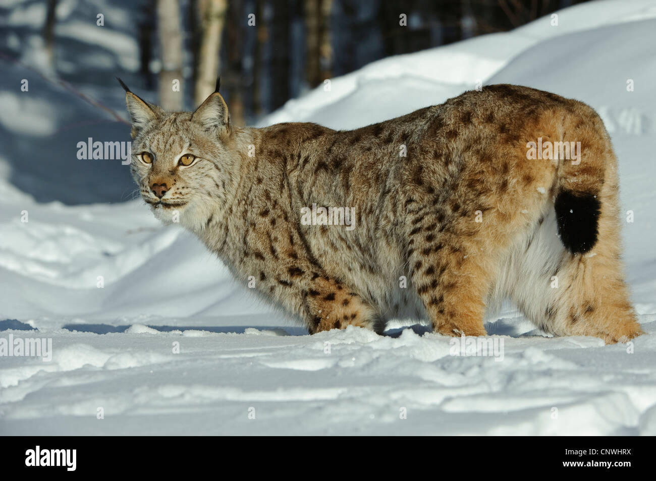 Eurasian (Lynx Lynx lynx), in piedi nella neve, Norvegia, Lauvsnes Foto Stock