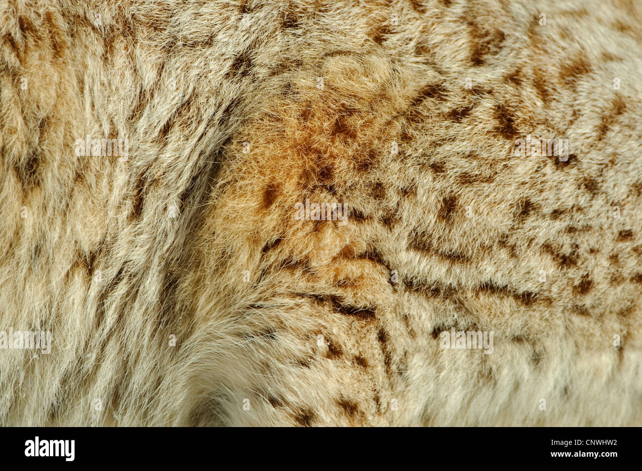 Eurasian (Lynx Lynx lynx), pelliccia, Norvegia, Lauvsnes Foto Stock