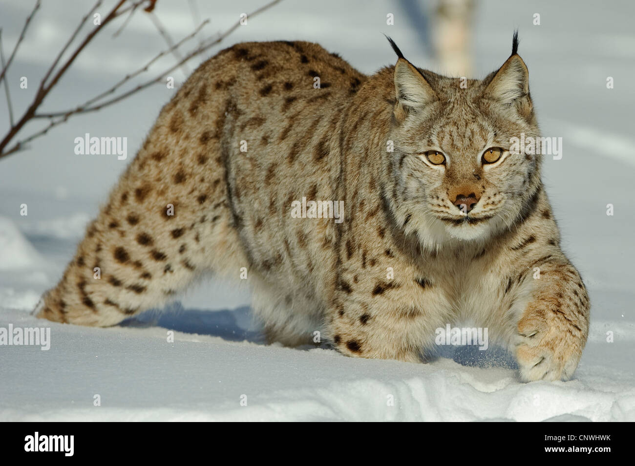 Eurasian (Lynx Lynx lynx), in presenza di neve, Norvegia, Lauvsnes Foto Stock