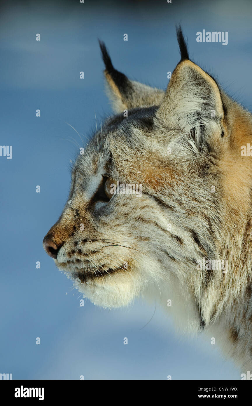Eurasian (Lynx Lynx lynx), ritratto in inverno, Norvegia, Lauvsnes Foto Stock
