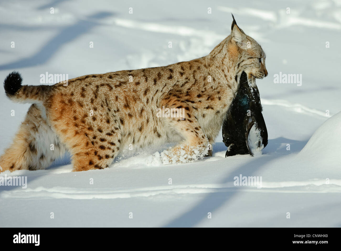 Eurasian (Lynx Lynx lynx), con catturato il gallo forcello in bocca, Norvegia, Lauvsnes Foto Stock