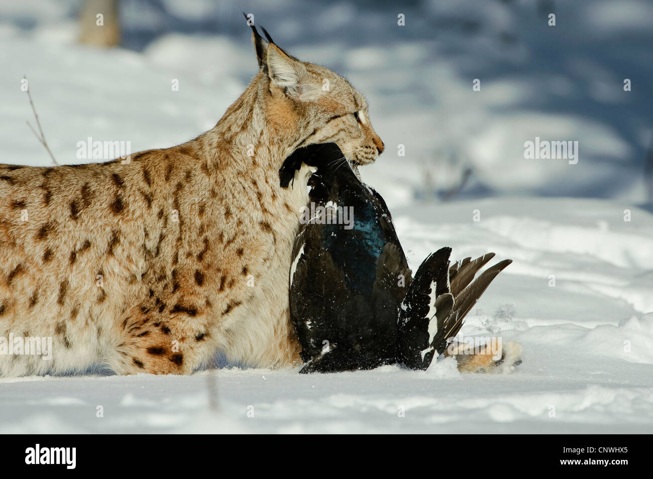 Eurasian (Lynx Lynx lynx), con catturato il gallo forcello in bocca, Norvegia, Lauvsnes Foto Stock