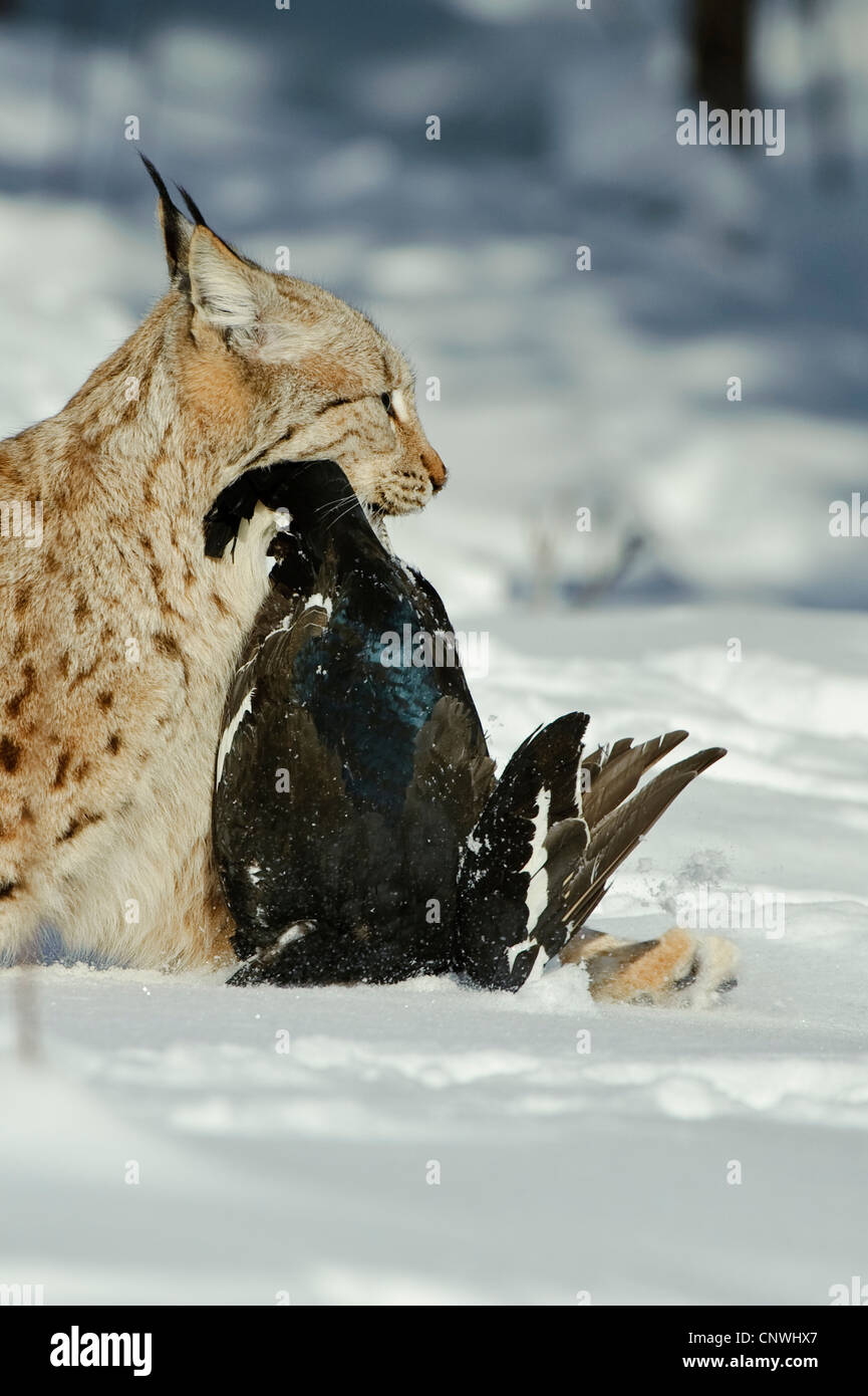 Eurasian (Lynx Lynx lynx), con catturato il gallo forcello in bocca, Norvegia, Lauvsnes Foto Stock