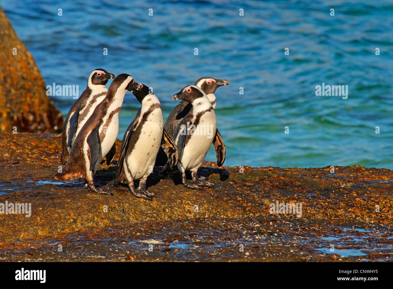 Jackass penguin, African penguin, nero-footed penguin (Spheniscus demersus), gruppo su una roccia costiere, Sud Africa, Western Cape, Table Mountain National Park Foto Stock