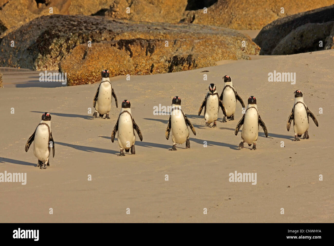 Jackass penguin, African penguin, nero-footed penguin (Spheniscus demersus), gruppo sulla spiaggia, Sud Africa, West Cape, Table Mountain National Park Foto Stock