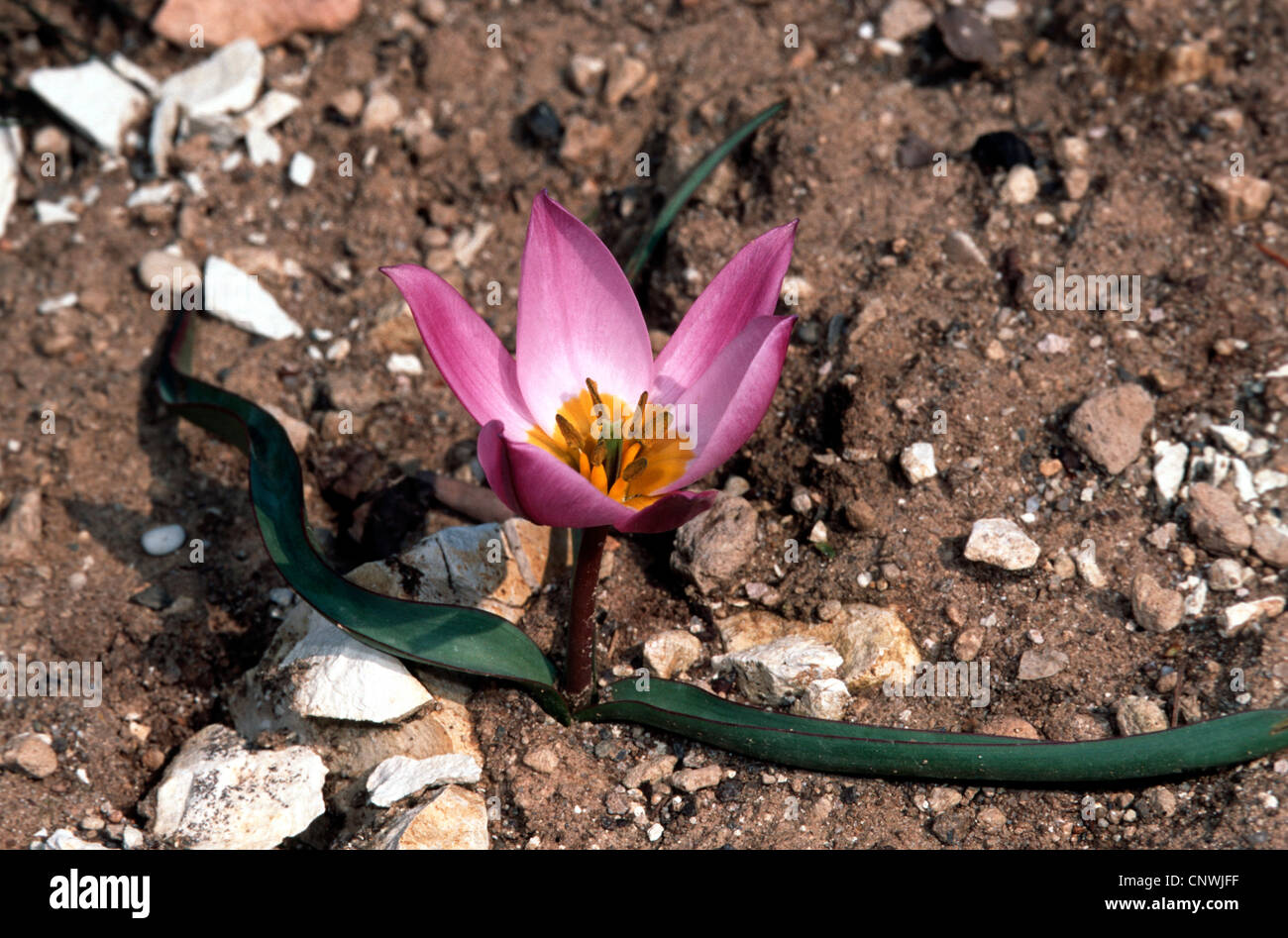 Tulipa humilis (Tulipa humilis), fioritura, Turchia Foto Stock