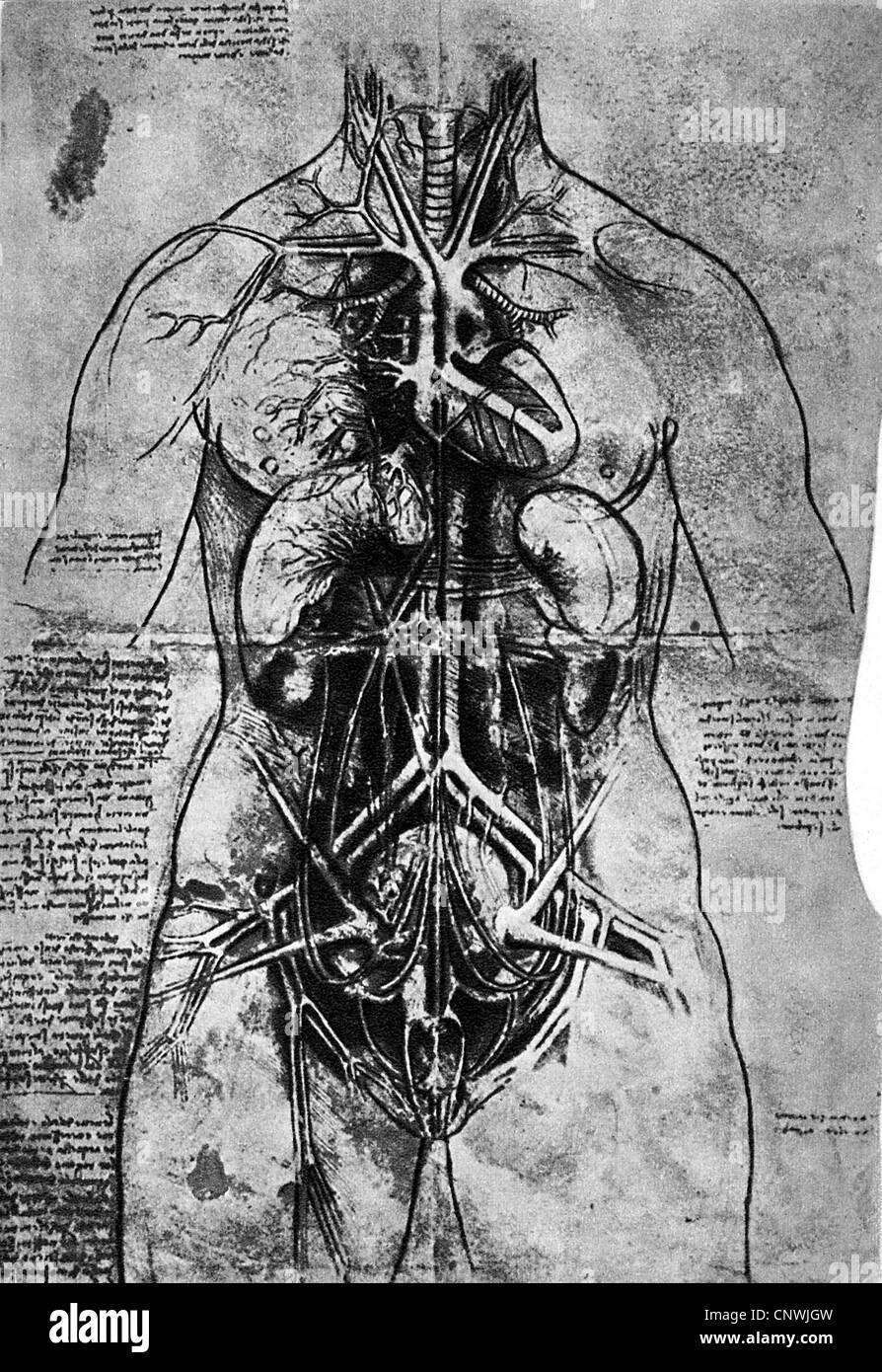 Belle arti, Leonardo da Vinci, (1452 - 1519), studio anatomico, organi interni di un corpo umano femminile, disegno, circa 1500, Castello di Windsor, scrittura a specchio, diritti aggiuntivi-clearences-non disponibile Foto Stock