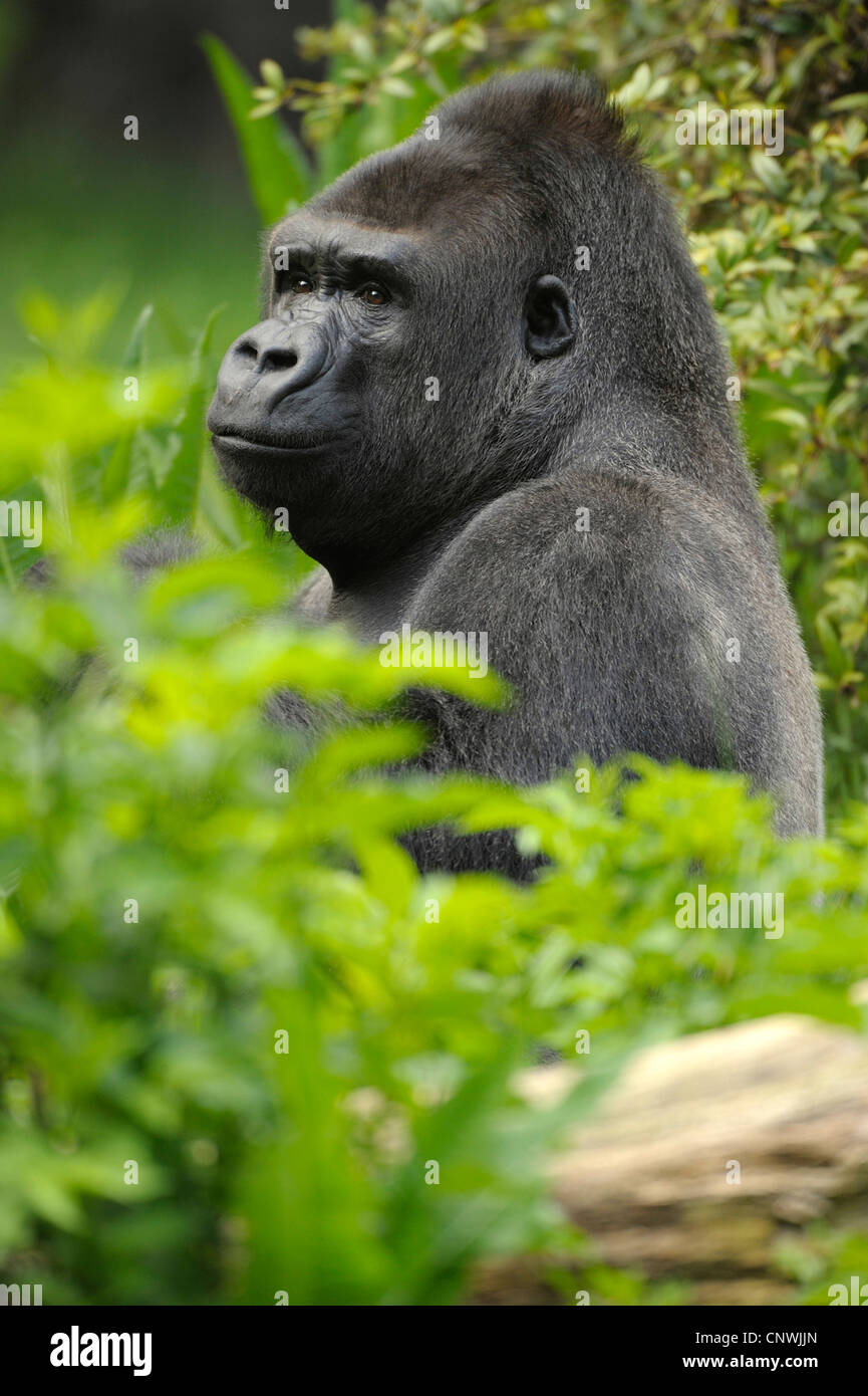 (Gorilla Gorilla) Gorilla Silverback, seduta semi nascosti dietro le piante del fogliame Foto Stock