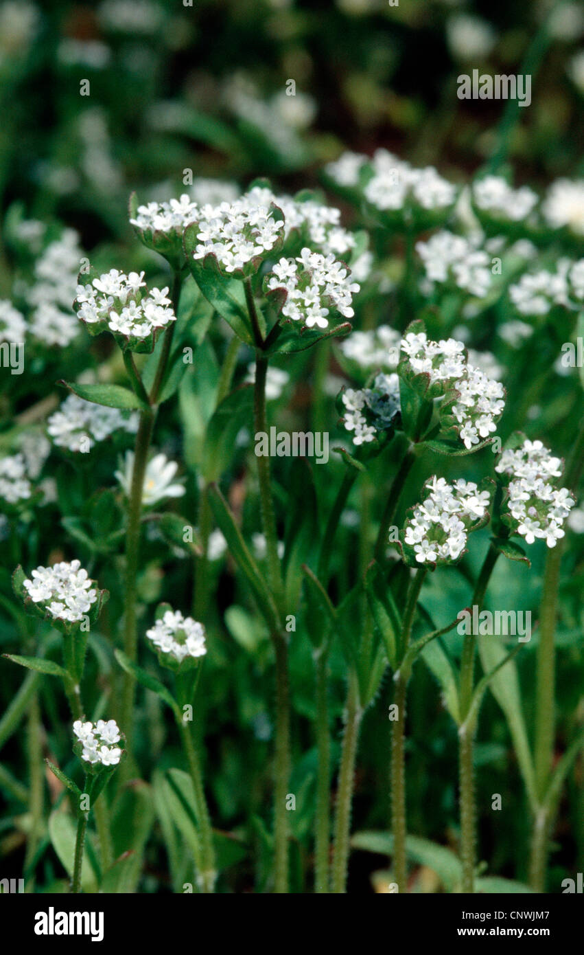 Stretto a frutto grosso (cornsalad Valerianella dentata), fioritura, Germania Foto Stock