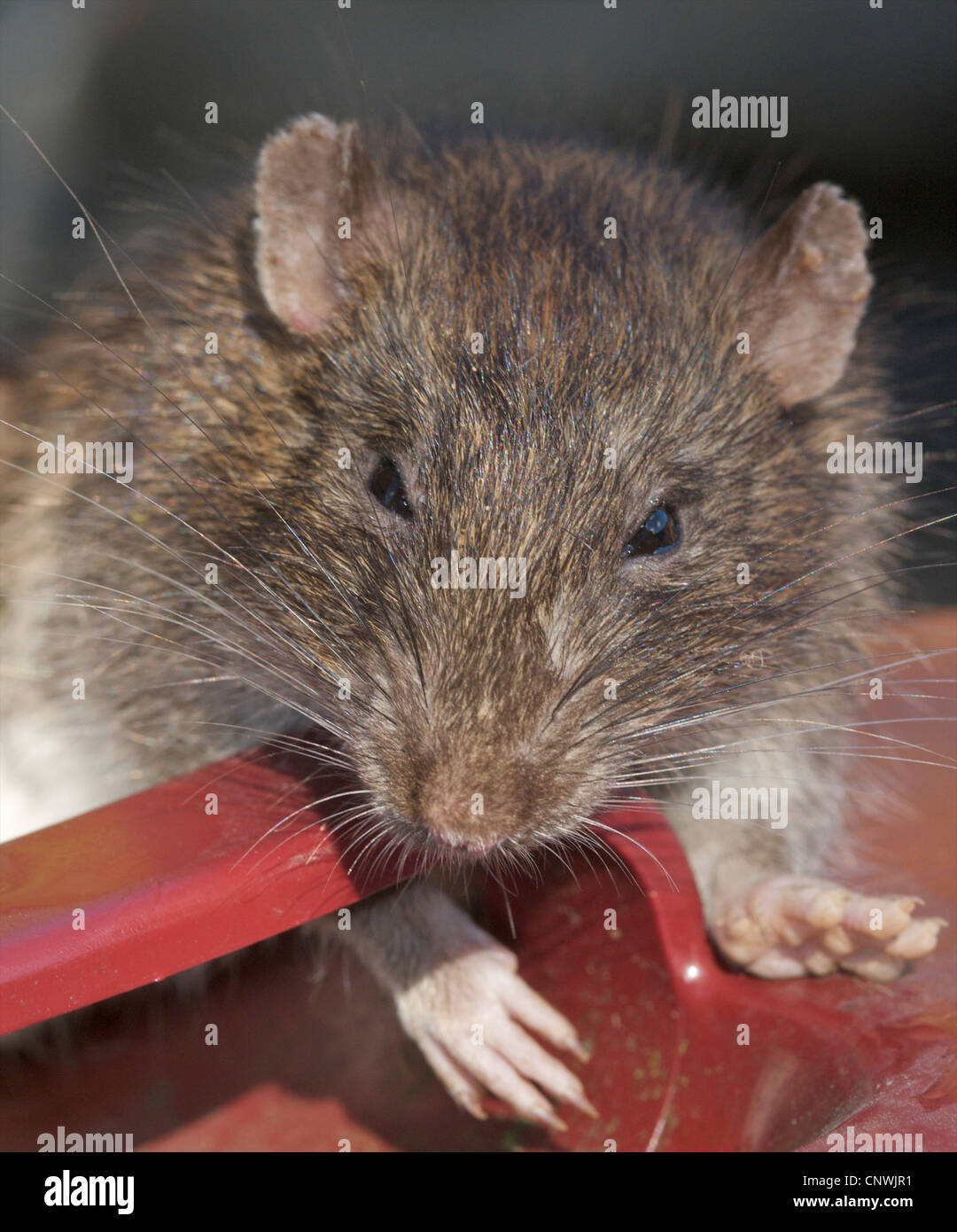 Ratto ratto marrone (Rattus norvegicus) un bel ritratto della più comune foundi ratto n del Regno Unito. Essi producono circa quaranta giovani un anno e sono in grado di riprodursi a partire dall'età di undici settimane ! Considerate come parassiti portano malattia e vivere vicino all'umanità. Foto Stock
