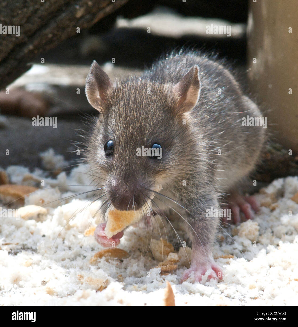 Ratto ratto marrone (Rattus norvegicus) un bel ritratto della più comune foundi ratto n del Regno Unito. Essi producono circa quaranta giovani un anno e sono in grado di riprodursi a partire dall'età di undici settimane ! Considerate come parassiti portano malattia e vivere vicino all'umanità. Foto Stock