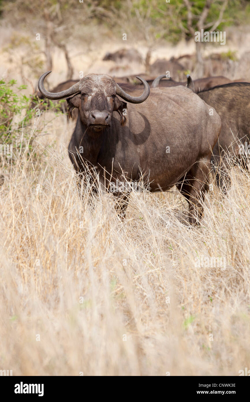 Una bufala tra la sua mandria al Kruger National Park, Sud Africa Foto Stock