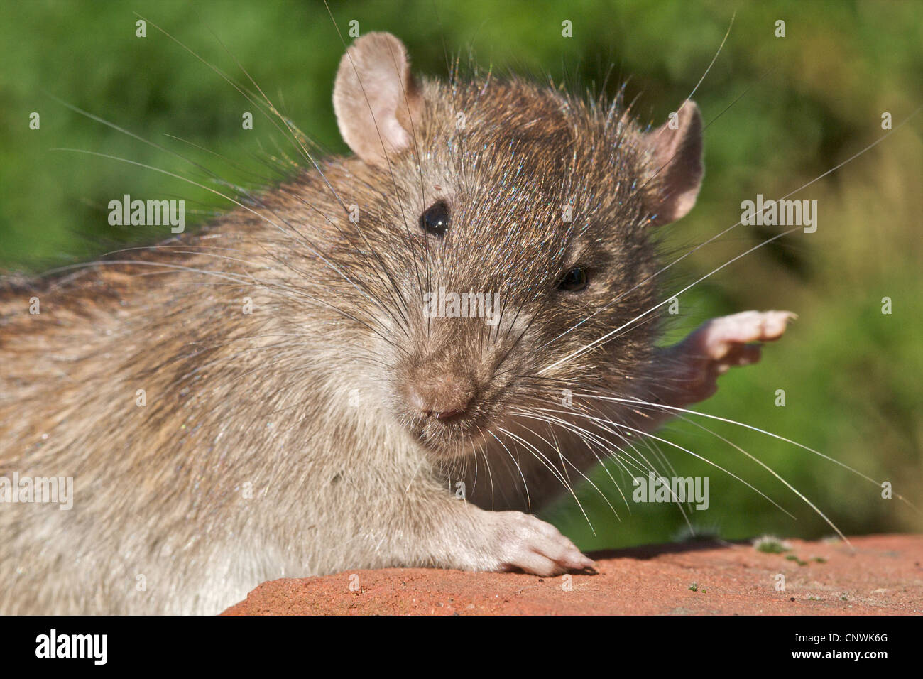 Ratto ratto marrone (Rattus norvegicus) un bel ritratto della più comune foundi ratto n del Regno Unito. Essi producono circa quaranta giovani un anno e sono in grado di riprodursi a partire dall'età di undici settimane ! Considerate come parassiti portano malattia e vivere vicino all'umanità. Foto Stock