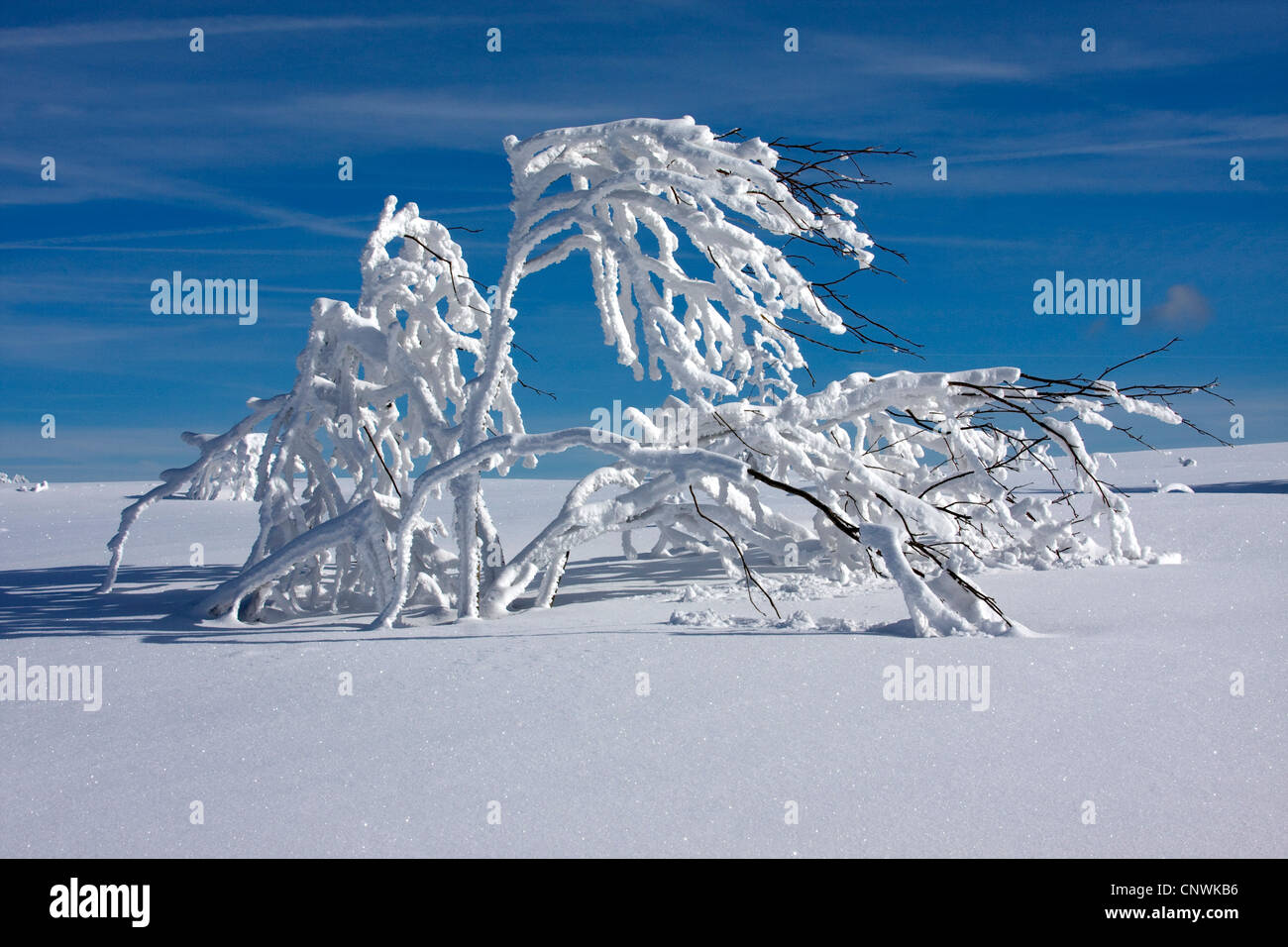 Coperte di neve pianura con singole bussole al Schwarzwaldhochstrasse, GERMANIA Baden-Wuerttemberg, Foresta Nera, Hornisgrinde Foto Stock