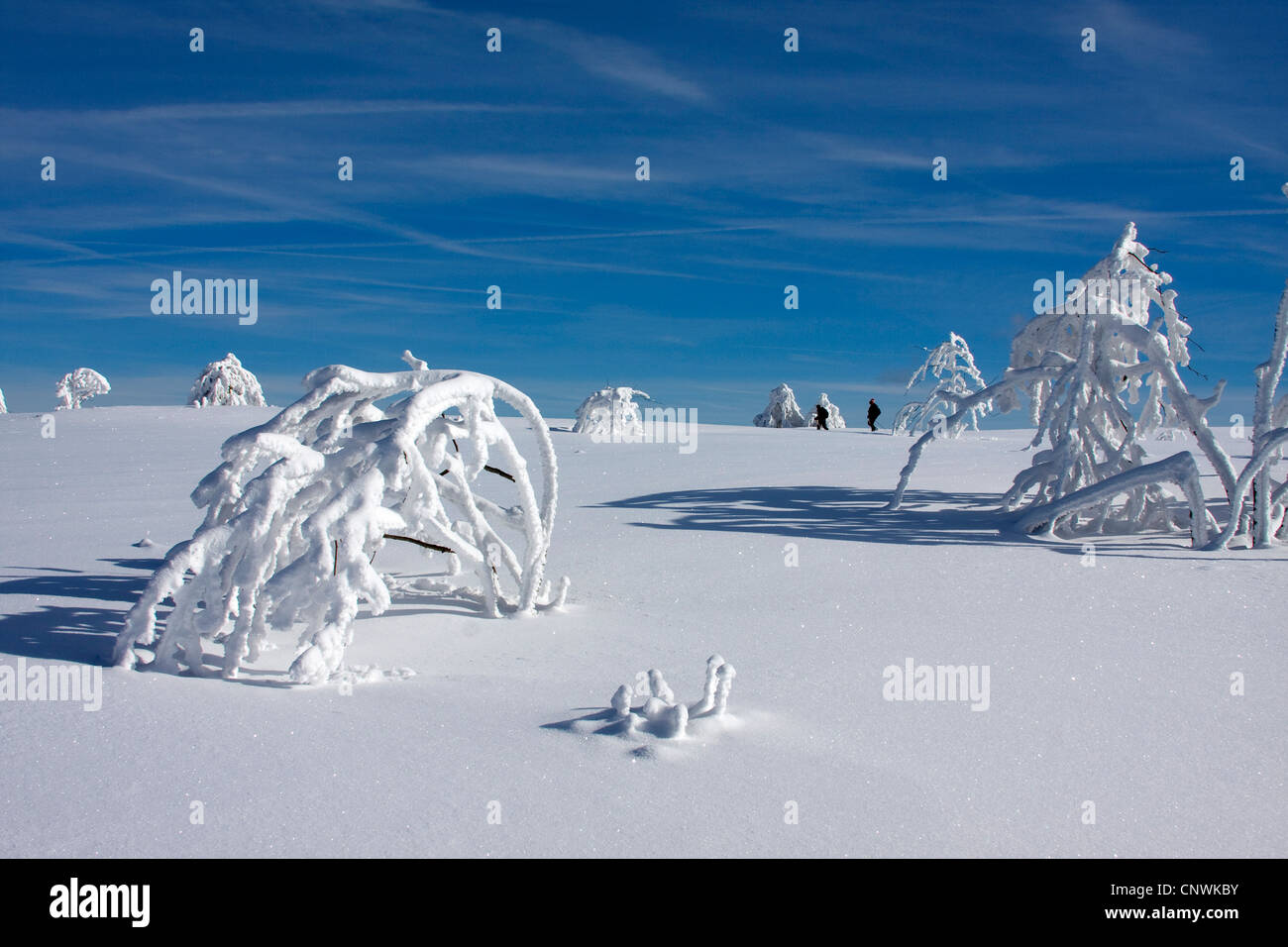 Coperte di neve pianura con singole bussole al Schwarzwaldhochstrasse, GERMANIA Baden-Wuerttemberg, Foresta Nera, Hornisgrinde Foto Stock