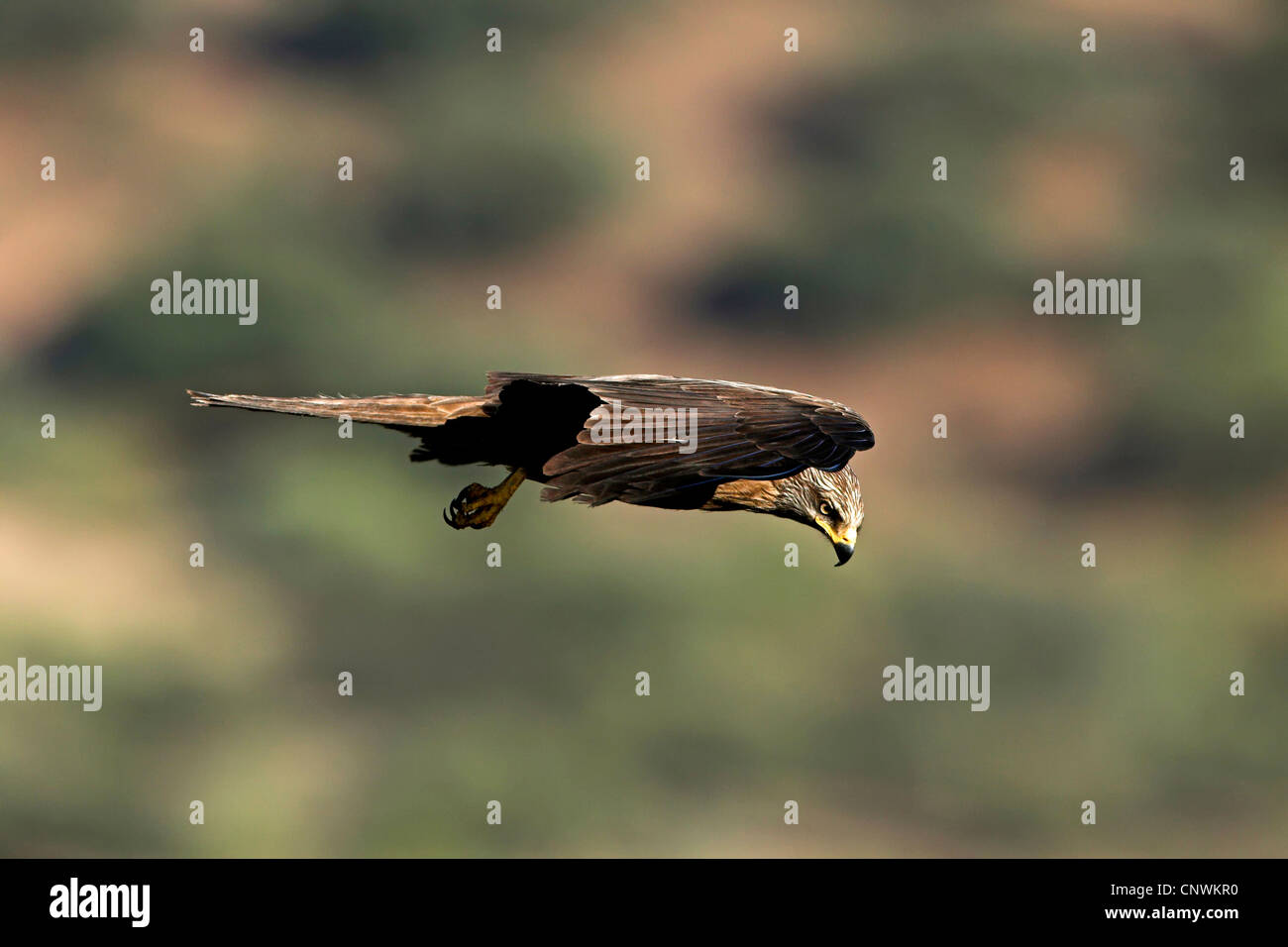 Nibbio, giallo-fatturati kite (Milvus migrans), volare, Spagna Estremadura Foto Stock Nibbio, giallo-fatturati kite (Milvus migrans), volare, Spagna Estremadura Foto Stock