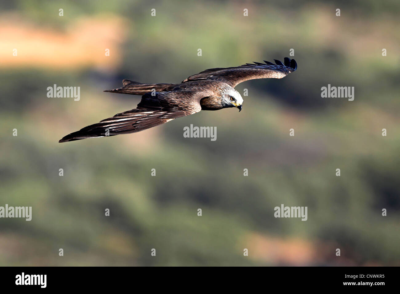 Nibbio, giallo-fatturati kite (Milvus migrans), volare, Spagna Estremadura Foto Stock Nibbio, giallo-fatturati kite (Milvus migrans), volare, Spagna Estremadura Foto Stock