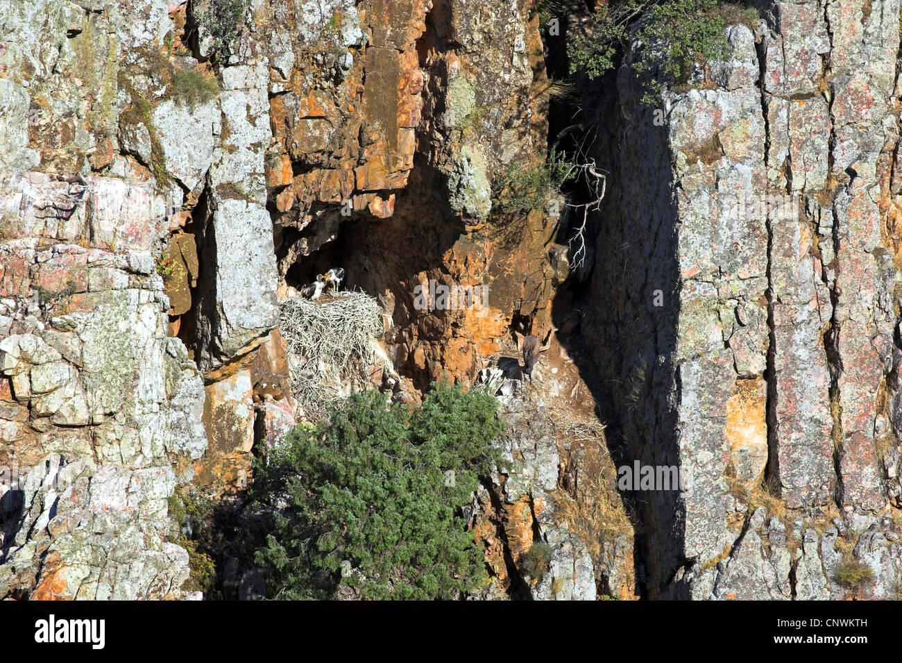 Cicogna Nera (Ciconia nigra), il nido in una ripida parete di roccia con un adulto e bambino, Spagna Estremadura Foto Stock