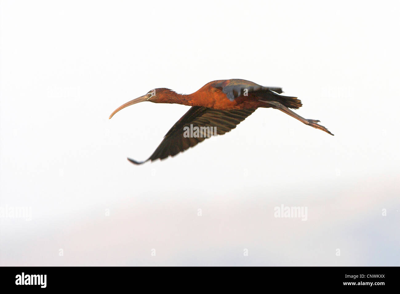 Ibis lucido (Plegadis falcinellus), volare, Grecia, Lesbo, Grecia Foto Stock
